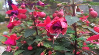 Fuchsia Plant Care How to Plant Grow and Care for Fuchsias [upl. by Attenyw]