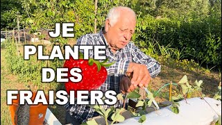 MA MEILLEURE ASTUCE POUR PLANTER DES FRAISIERS 🍓 [upl. by Virgy]