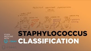 Staphylococcus Classification [upl. by Friedrick]