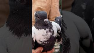 jama masjid kabootar market delhi shorts jamamasjid kabootar market delhi youtubeshorts short [upl. by Renny]