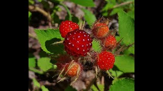 Identify Invasive Shrubs  Wineberry [upl. by Tito]