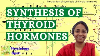 Thyroid hormone synthesis physiology  Endocrine system physiology mbbs 1st year lecture [upl. by Akyssej]