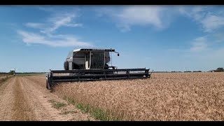 2023 Wheat Harvest with the N6 Gleaner [upl. by Egbert]