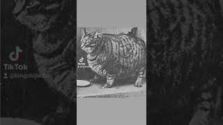 In 1950 the Guinness Book of World Records named Klaus of San Francisco the fattest cat [upl. by Notgnilra]