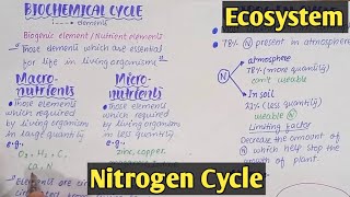 Biochemical cycle  Nitrogen Cycle  Class 12 Biology [upl. by Hannad]