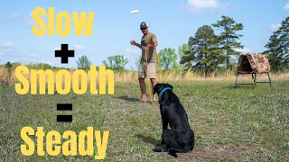 Creating A Steady Dog Step 1  Hunting Dog Training [upl. by Euginom]