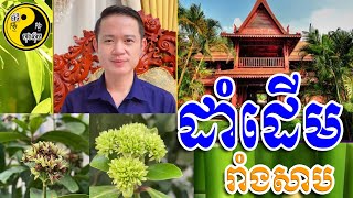 ដើមរាំងសាប  លោកគ្រូមហាជុំ  ប៉ាជីហុងស៊ុយ ​​ Bazi Feng Shui [upl. by Kordula818]