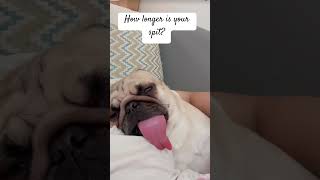 how long is your tonguefunnyvideo doglovers petlaughs shortsfeed short fypシ゚viral petsvlog [upl. by Annetta]