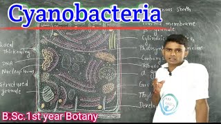 Lc11Cyanobacteria General Features  Cell Structures BSc1st year Botany  by Prahalad [upl. by Aihsenak232]