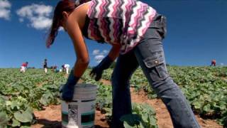 Fingers to the Bone Child Farmworkers in the United States [upl. by Inig]