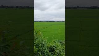 গ্রামবাংলার অপরূপ রূপ😍💖villagegreenscreennatureviralvideo [upl. by Jahncke]