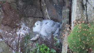 Flumplings losing their fluff  Fulmar chicks are growing up fast on Rathlin Island [upl. by Aroz]