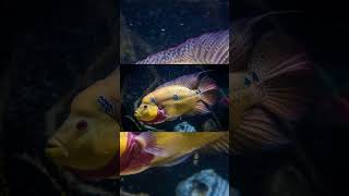 The Trimac Cichlid Amphilophus Trimaculatus [upl. by Ailimaj]