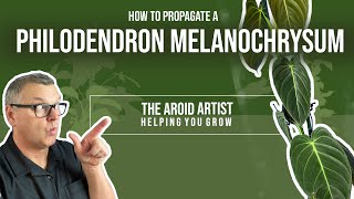 HOW TO propagate philodendron melanochrysum using sphagnum moss [upl. by Ettenuahs]