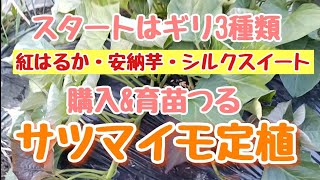 頑張れ3種！サツマイモ定植ampビーツ種まき【202453〜14】 [upl. by Birchard]