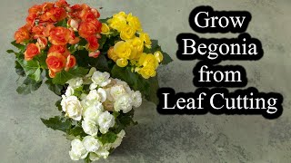 How to Grow Begonias from Leaf Cutting  Full Guide [upl. by Chrisy]