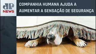 Como amenizar o medo dos pets com fogos de artifício [upl. by Gilder]