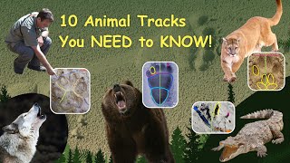 10 Animal Tracks You Must Know to Survive in the Wild [upl. by Eednil]