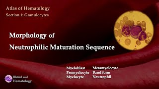 Morphology of Neutrophilic Maturation Sequence [upl. by Ylrae622]