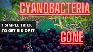 AQUARIUM ALGAE GUIDE Ep 4 Cyanobacteria  Blue Green Algae Removal [upl. by Acirne]