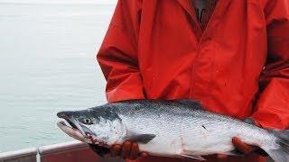 Copper River Salmon In Cordova Alaska [upl. by Ruphina]