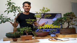 ¿CUÁL ES LA MEJOR PLANTA PARA HACER UN BONSAI 🌳 ❤️ Taller de Bonsai para principiantes [upl. by Rennold]