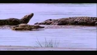 Gustave The Giant Nile Crocodile VS The Hippopotamus Discussion Video [upl. by Harmon]