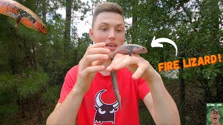 Everything you need to know about the FIRE SKINK Fire skink facts [upl. by Ainival]