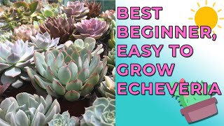 Best Beginner Echeveria Anyone Can Grow Hardy amp Easy To Grow Echeveria [upl. by Esilahs188]