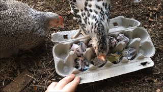 Puzzle Feeder for Chickens [upl. by Eicyal533]