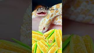 ITâ€™S CORN reptile snake itscorn [upl. by Ajam817]