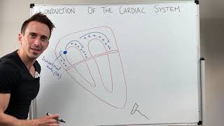 Heart Conduction amp ECG EKG Interpretation [upl. by Ydde176]