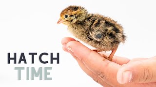 Hatching Baby Bobwhite Quail Eggs [upl. by Hoffarth]