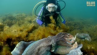 Giant Australian Cuttlefish Theyre almost as big as my kids [upl. by Cousin]