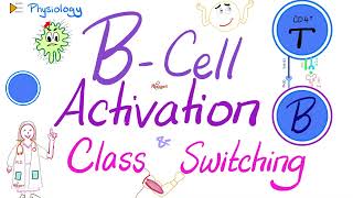 BCell Activation and Class Switching  Immunology  Physiology Series [upl. by Roshan126]