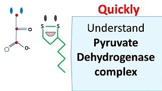 Pyruvate dehydrogenase complex [upl. by Mad655]