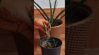 100 days of growth from a Sansevieria Fernwood leaf cutting propagated in sand [upl. by Felten]