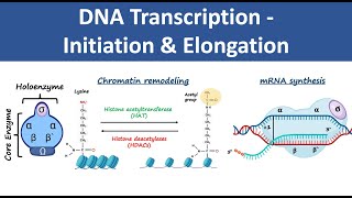 DNA Transcription Initiation amp Elongation  In Prokaryotes amp Eukaryotes  Biochemistry [upl. by Haliled]