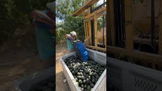 Fernando de Michoacán levantado bolsa de 200 libras yena de aguacates🥑🥑🥑🥑 [upl. by Michaeline86]