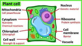 Learn all about plant cells in 2 MINUTES 🌱  Easy science video [upl. by Mattland]