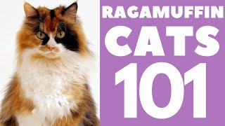 The Ragamuffin Cat 101  Breed amp Personality [upl. by Assenal]