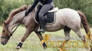 Sold Ben  Pferdehandlung Dederichs [upl. by Ardrey]