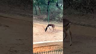 Black Buck at Kanpur Zoo  Kanpur Zoo shorts shortsfeed viral viralshorts blackbuck zoo [upl. by Coletta]