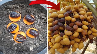 Unique technique of propagating date palm with Carrots and 100 success rate [upl. by Lorollas]