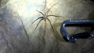 Huge Cave Spider [upl. by Luhar325]