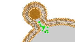 A model of the interaction between your cells and liposomes [upl. by Waters89]