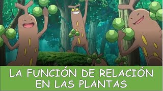 LA FUNCIÓN DE RELACIÓN EN LAS PLANTAS [upl. by Sundstrom]