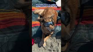 🐶 Americaல நாய் கடல் அலைச்சறுக்கு HobbyExplorer அமெரிக்கா Tamil Funny Dog Beach Surfing [upl. by Giuditta]