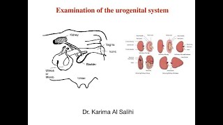 Urogenital system examination  Examining the Urogenital system in a patient [upl. by Ellessig]