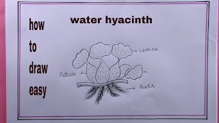 how to draw water hyacinth easywater hyacinth drawing easy [upl. by Marigold810]